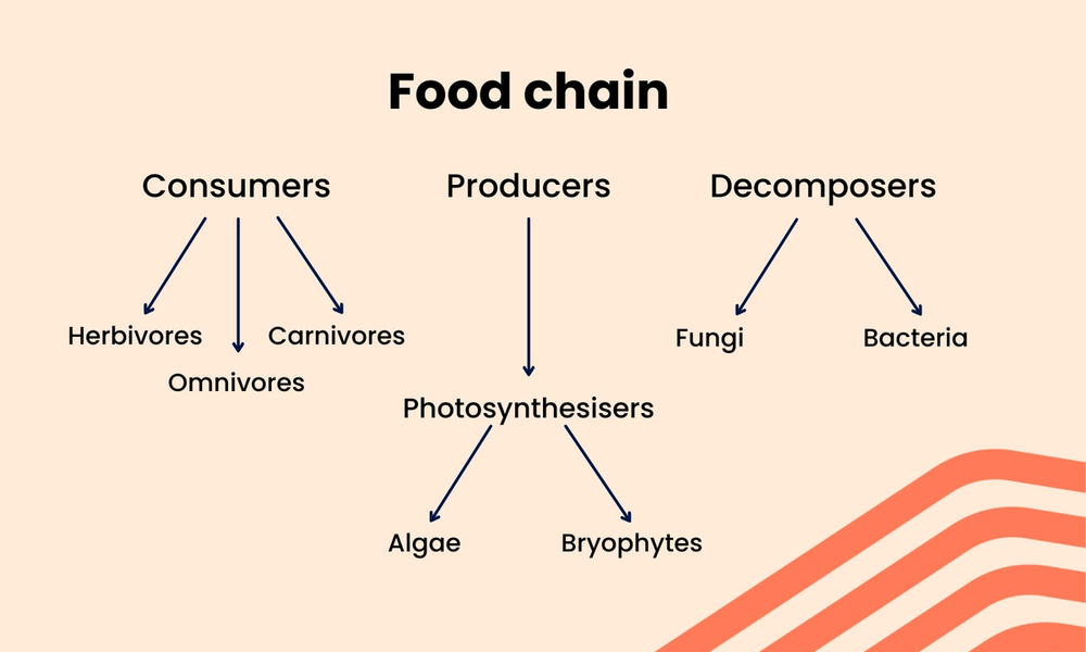 A diagram of the food chain, showing Tier 3 vocabulary