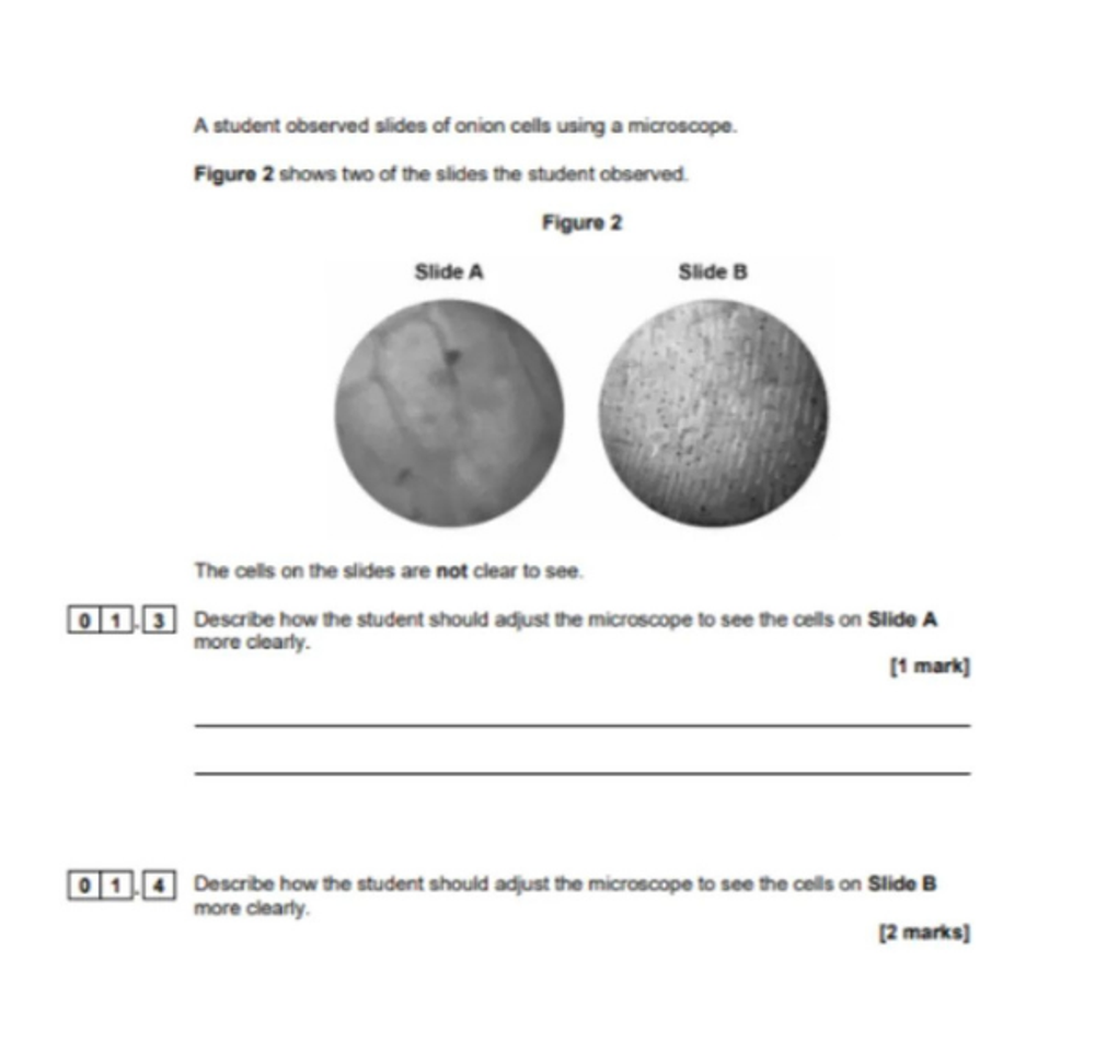 Onion cells science paper slide